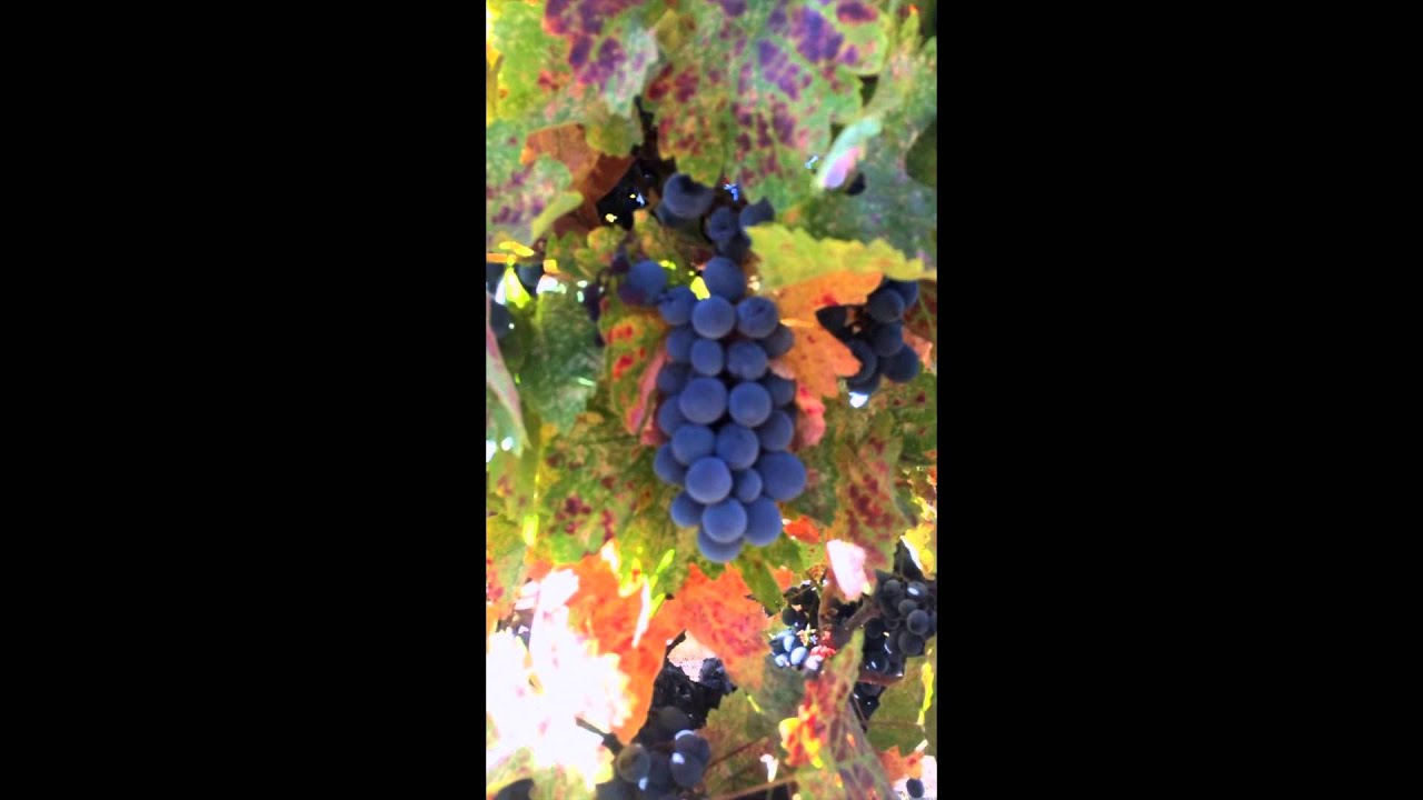 Winemaking at Home - Beautiful & Organically Farmed Carignan Grapes