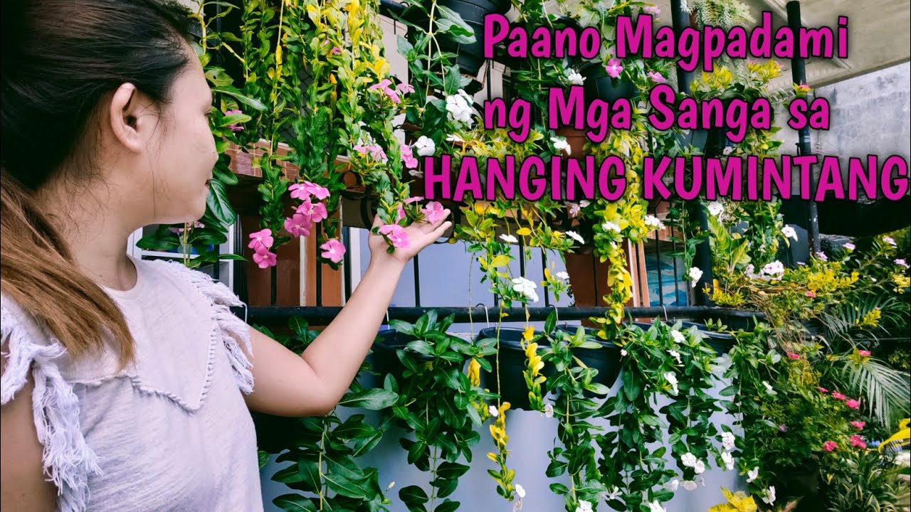 ANG DAMI NA NANG ATING MGA KUMINTANG/PERIWINKLE/VINCA/TISAY COLLECTION