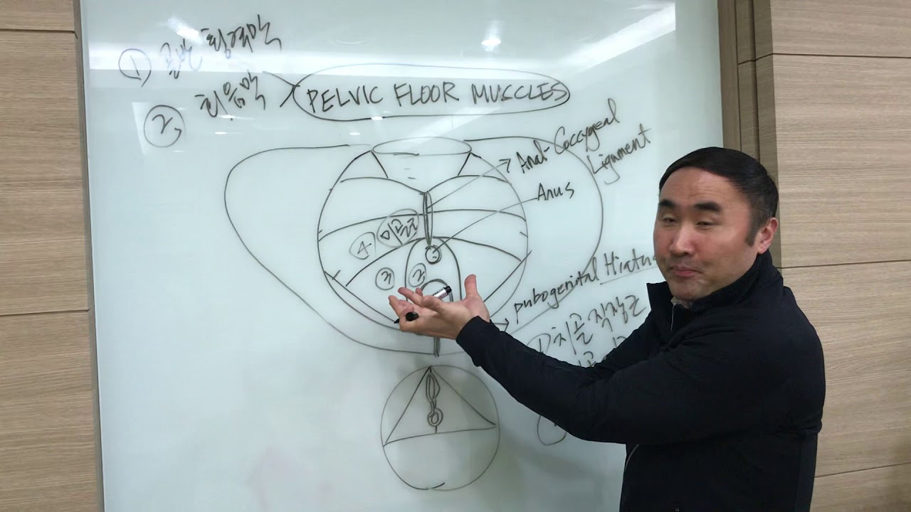 [홍정기교수의 고급기능해부학] 골반기저근 I (골반횡격막편)