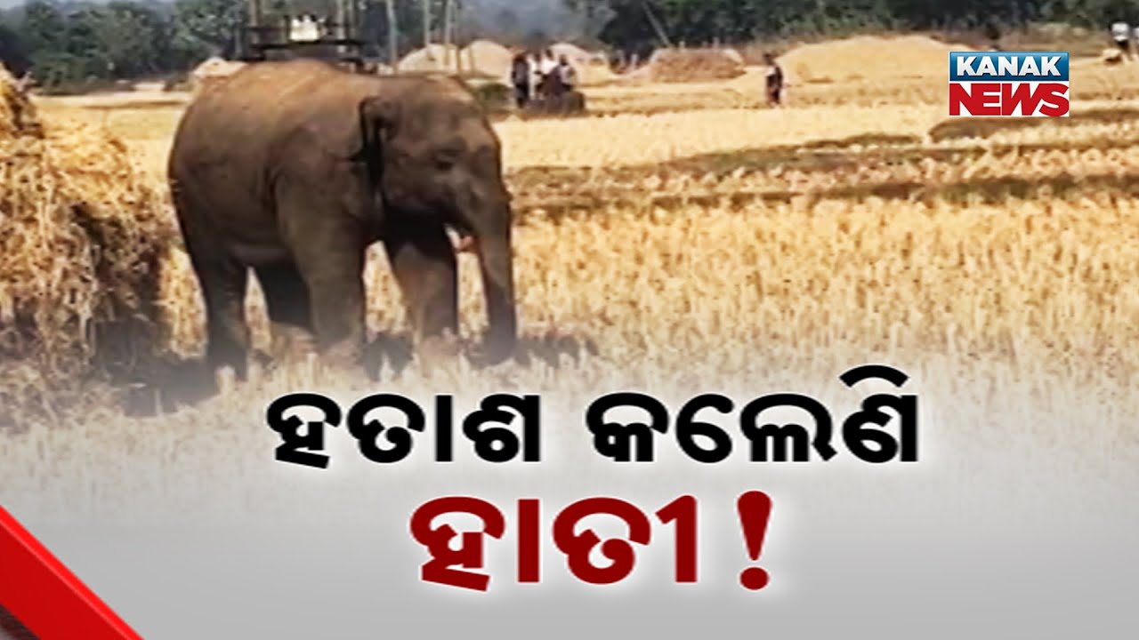 Elephants Enter Villages In Odisha: Fear and Chaos In Balasore