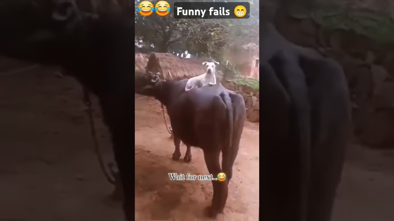 Funny fails 