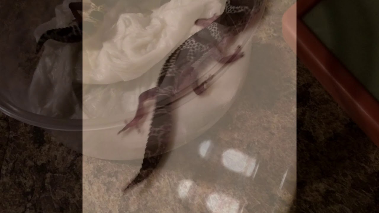 CURING METTABOLIC BONE DISEASE IN LEOPARD GECKOS