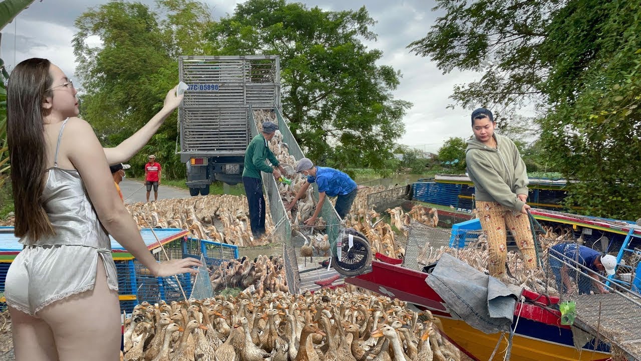 Full Video: When Five Trucks and One Boat Face the Ultimate Challenge of Vietnam’s Duck Migration