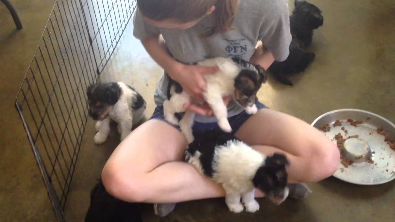 5 week old Scottie's and Wire Fox Terrier puppies