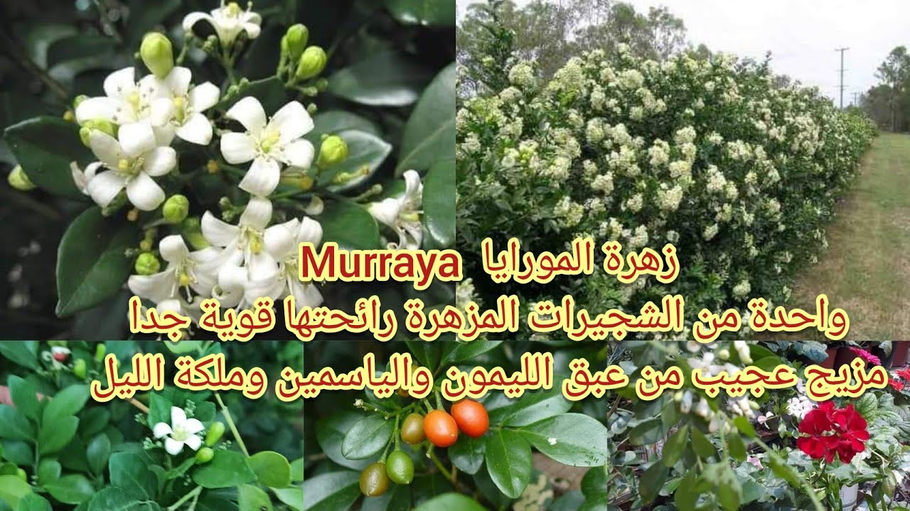 المورايا Murraya من الشجيرات المزهرة رائحتها قوية جدا مزيج عجيب من عبق الليمون والياسمين وملكة الليل