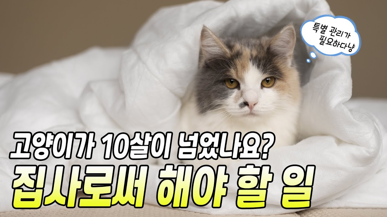 고양이가 10살이 넘었다면 무엇을 해줘야 할까요? 노령묘 관리요령