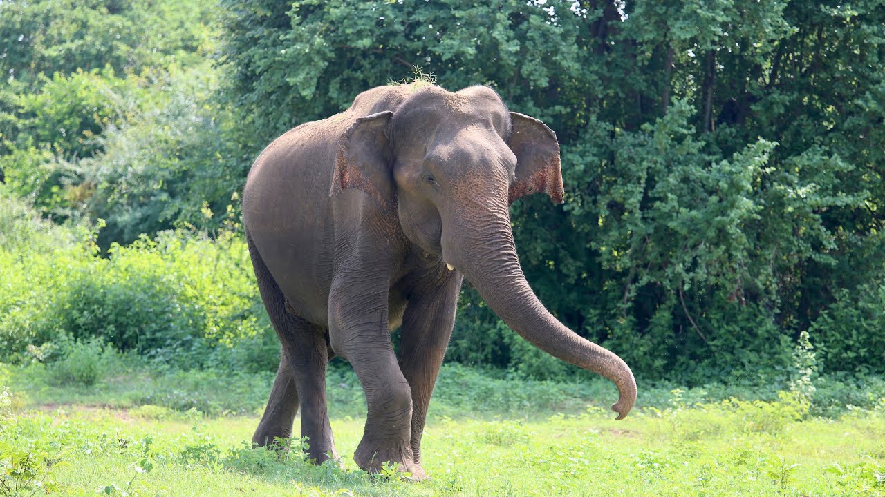 Safari Udawalawe National Park Sri Lanka