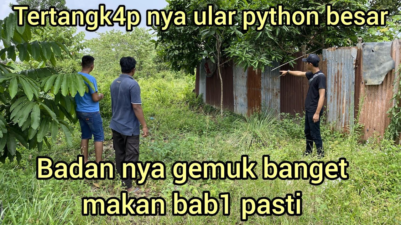 DI BANTU WARGA AMAR PD TERPENTAL MENANGK4P ULAR PYTHON BESAR