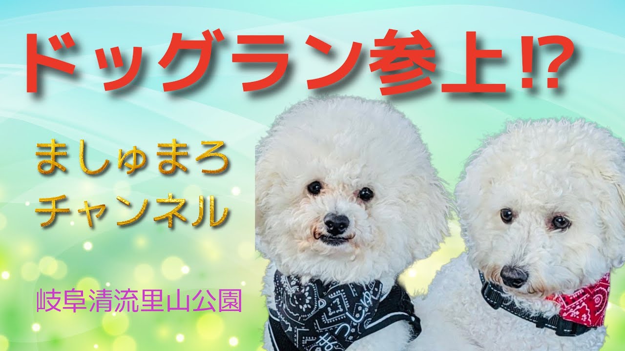 ビションフリーゼのましゅまろ　公園へ行く　#ビションフリーゼ.#アフロ犬 .#もふもふ .#犬のいる生活 