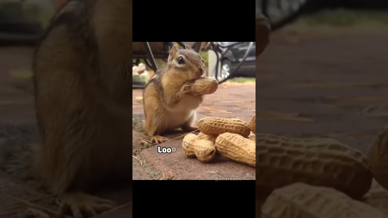 Squirrel Eating Peanuts 🥜 #shorts #allaround #squirrels