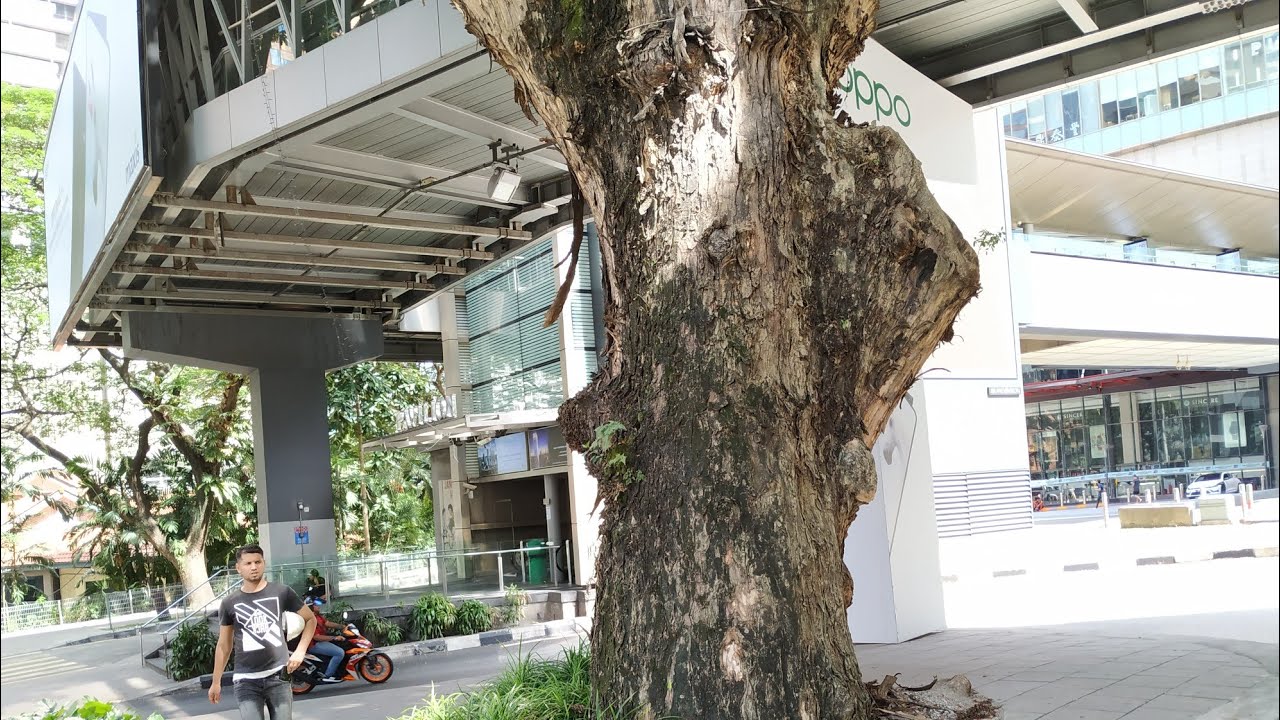 Giant Monkey Pod tree (Samaea saman) spared by modern Kuala Lumpur city development