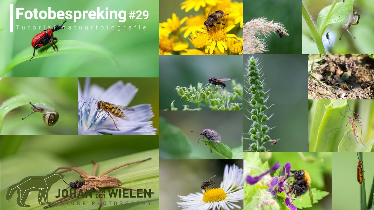 Fotobespreking #29 - insecten