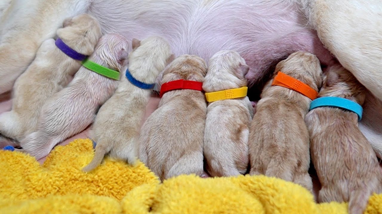 Родилось 7 щенят!