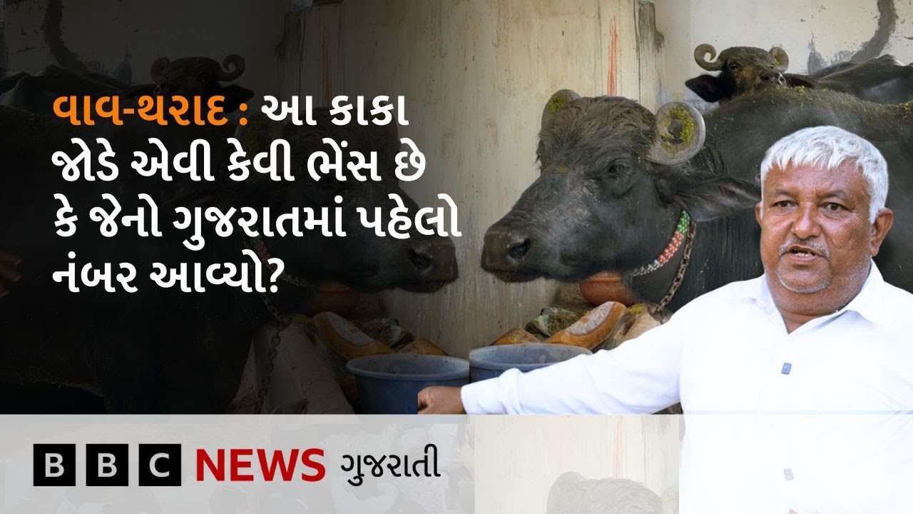 Vav-Tharad: Why are these buffaloes from Suigam special in Gujarat? How much does the farmer earn every year?