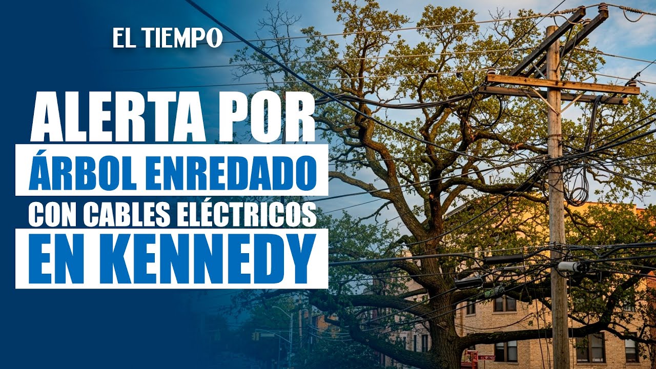 Árbol gigante amenaza con causar incendios eléctricos y accidentes | EL TIEMPO