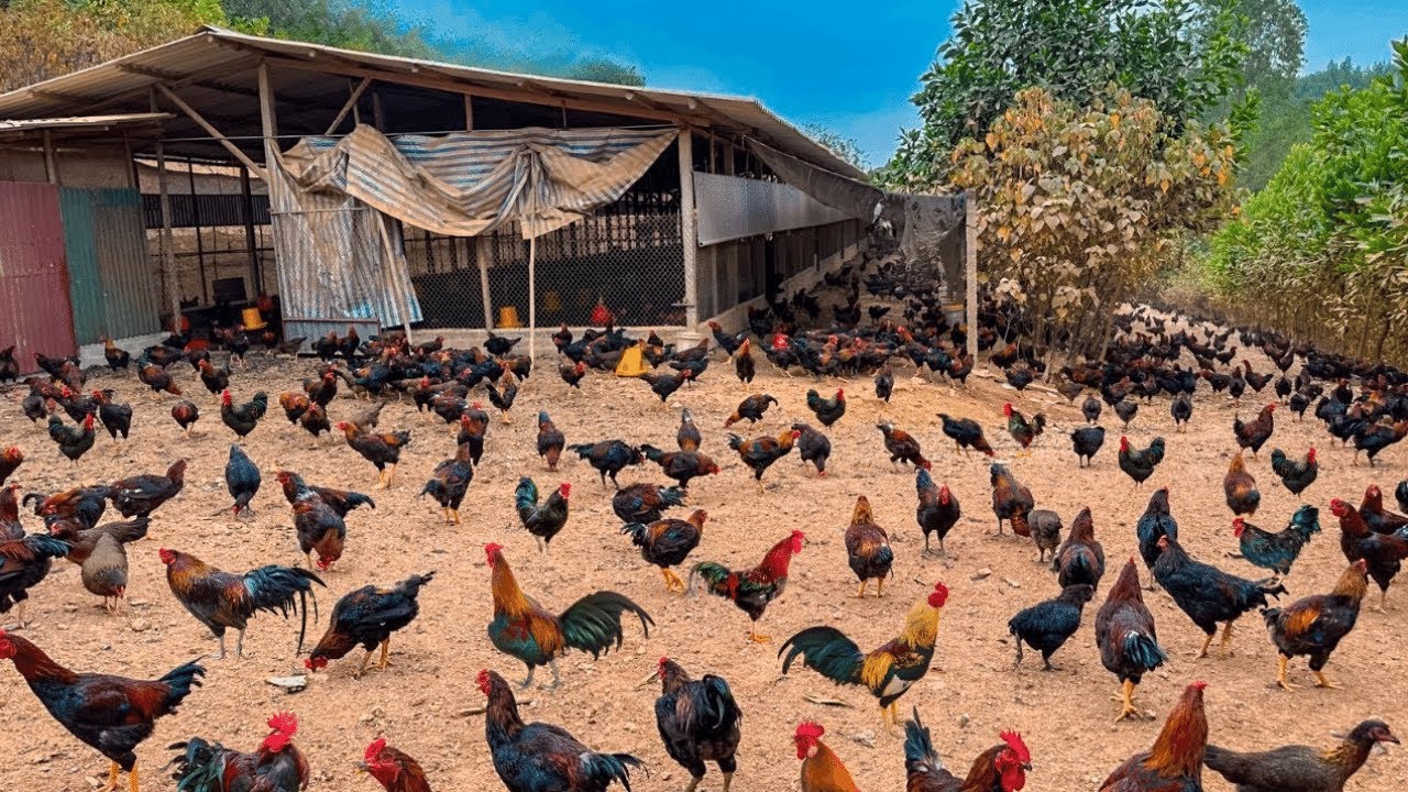 FULL VIDEO: 150 Days Of Caring For 9,000 Chickens - Chicken Farm - Poultry Farming