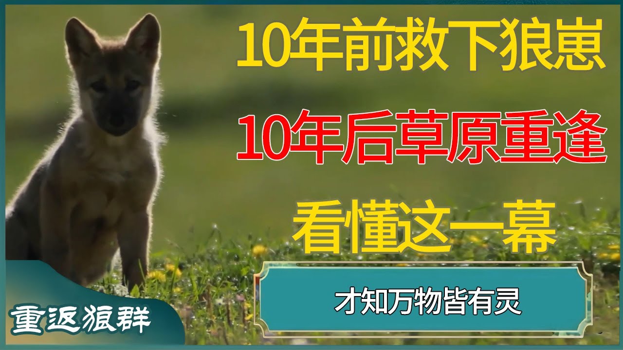 12年前救下狼崽，10年后草原重逢：看懂这一幕，才知万物皆有灵 #窦文涛 #梁文道 #马未都 #周轶君 #马家辉 #许子东 #圆桌派  #圆桌派第八季 #李微漪 #重返狼群 #格林