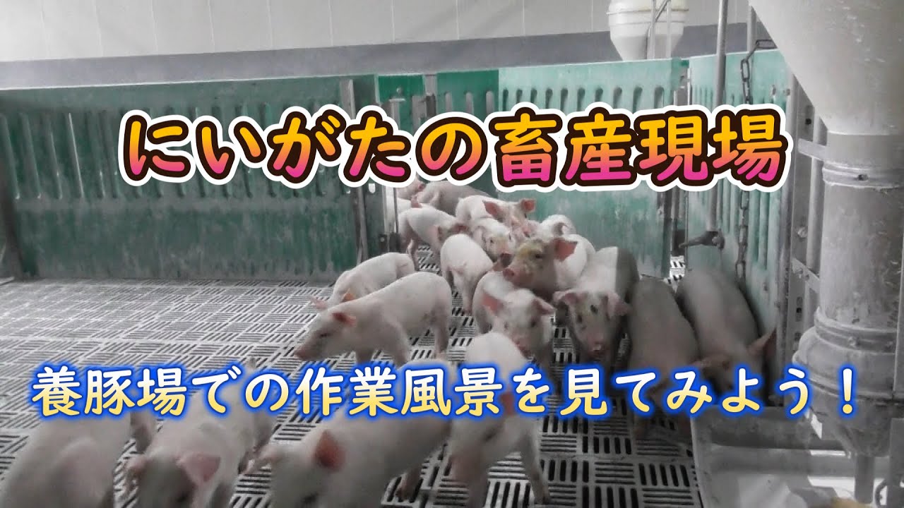 【おいしい新潟の畜産チャンネル】「にいがたの畜産現場」養豚場のご紹介（姿農場）