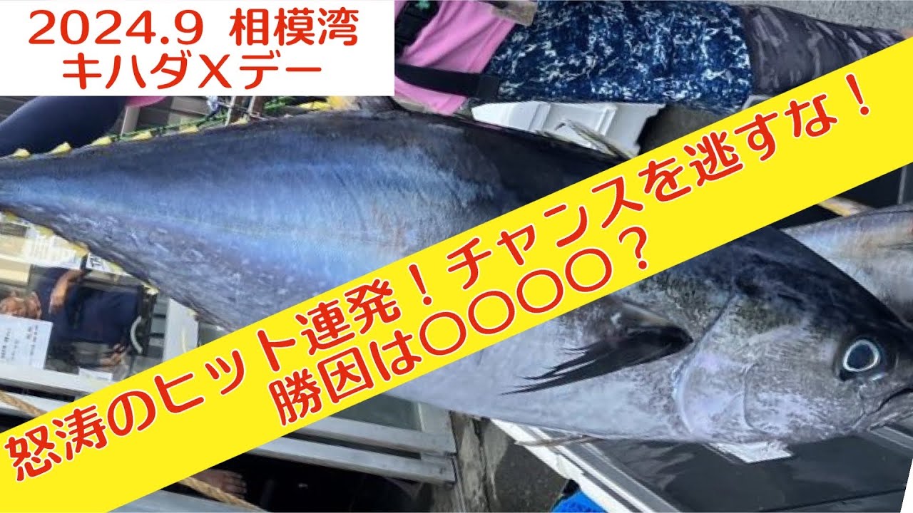 相模湾コマセキハダ！連日絶好調、怒涛のヒット連発！勝因は〇〇？