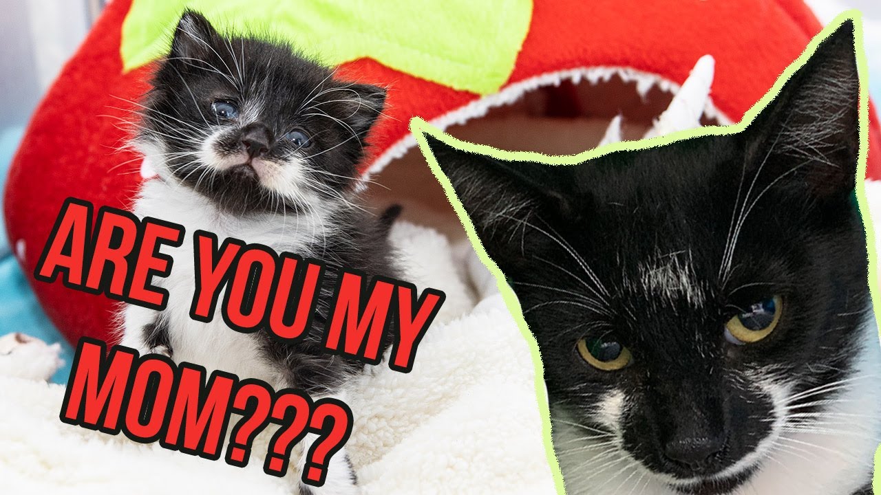 Full Circle: Finding a Kitten's Family!