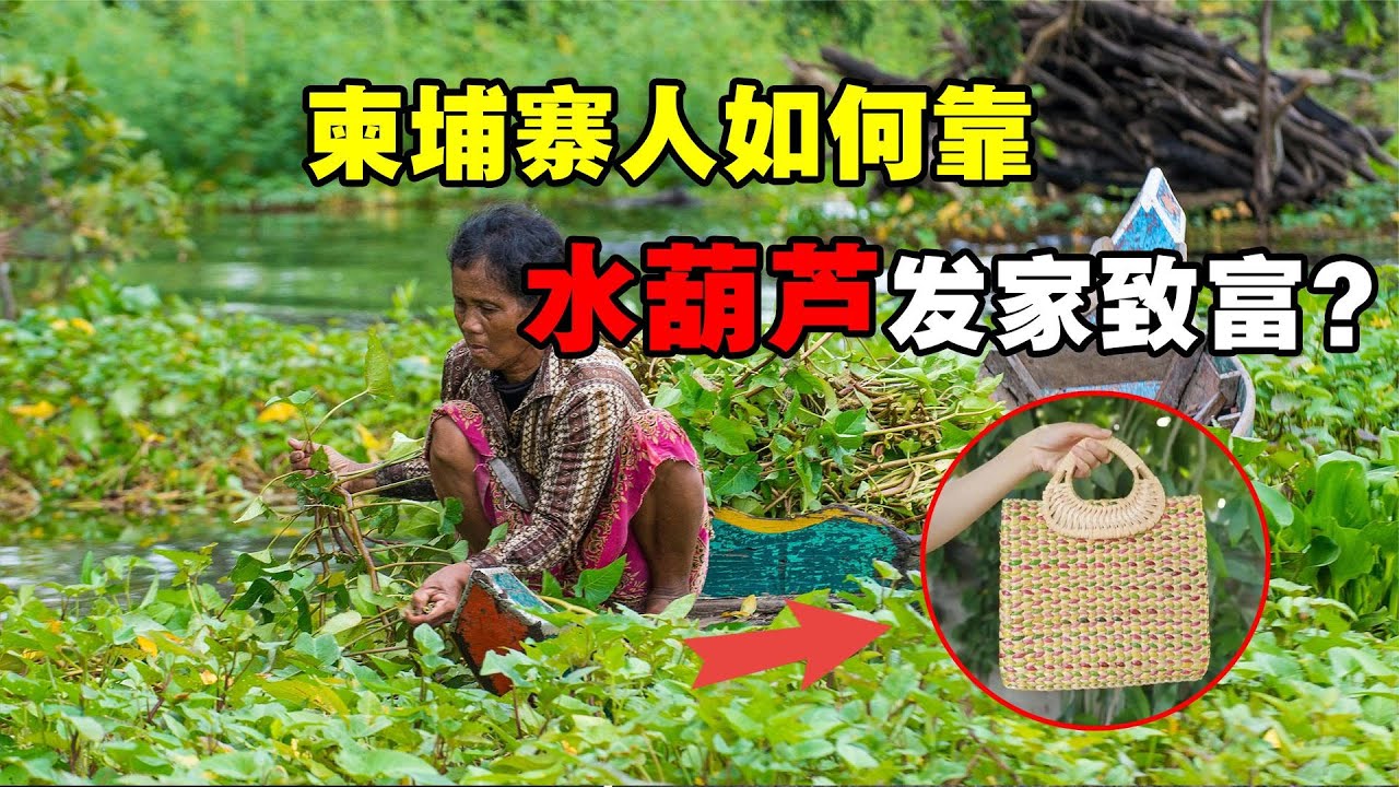 国内臭名昭著的水葫芦，柬埔寨人却任其泛滥，许多人靠它发家致富