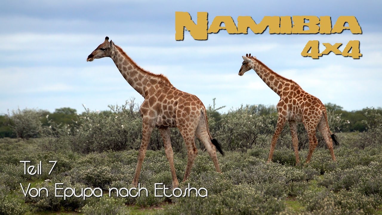 Namibia in 4K - Teil 7 - Von Epupa nach Etosha