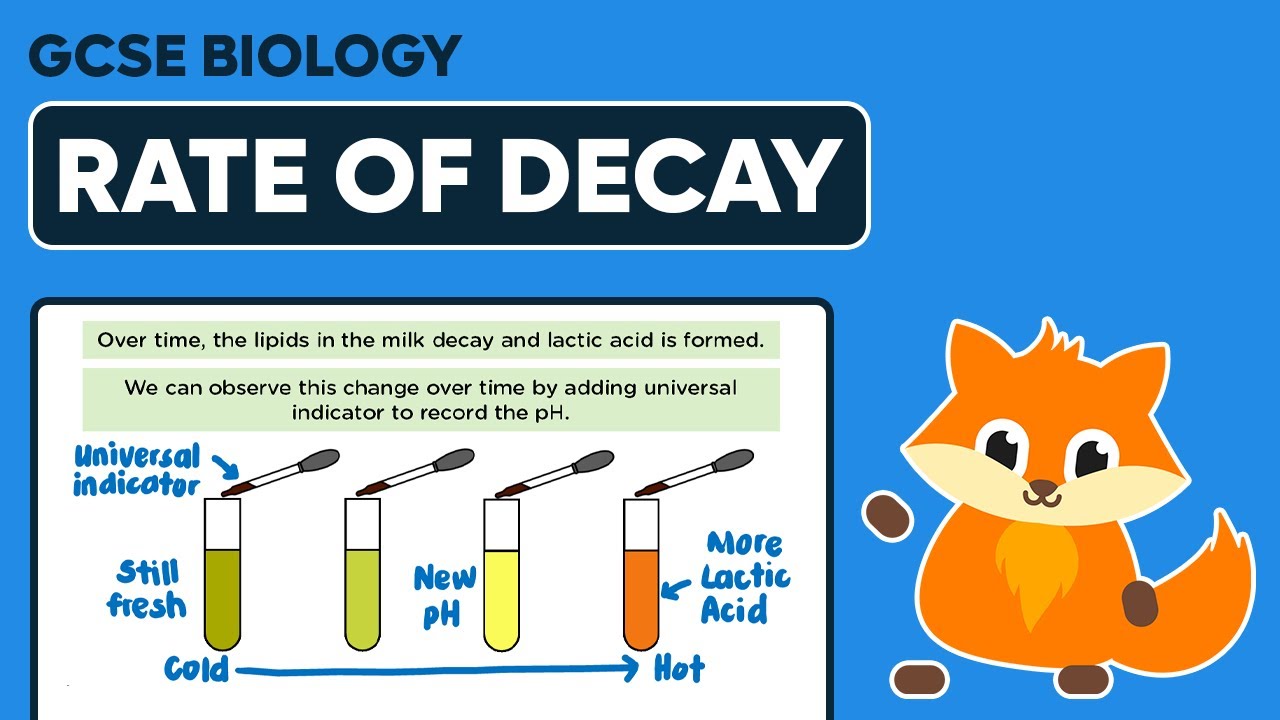 Decomposition Rate of Decay - GCSE Biology