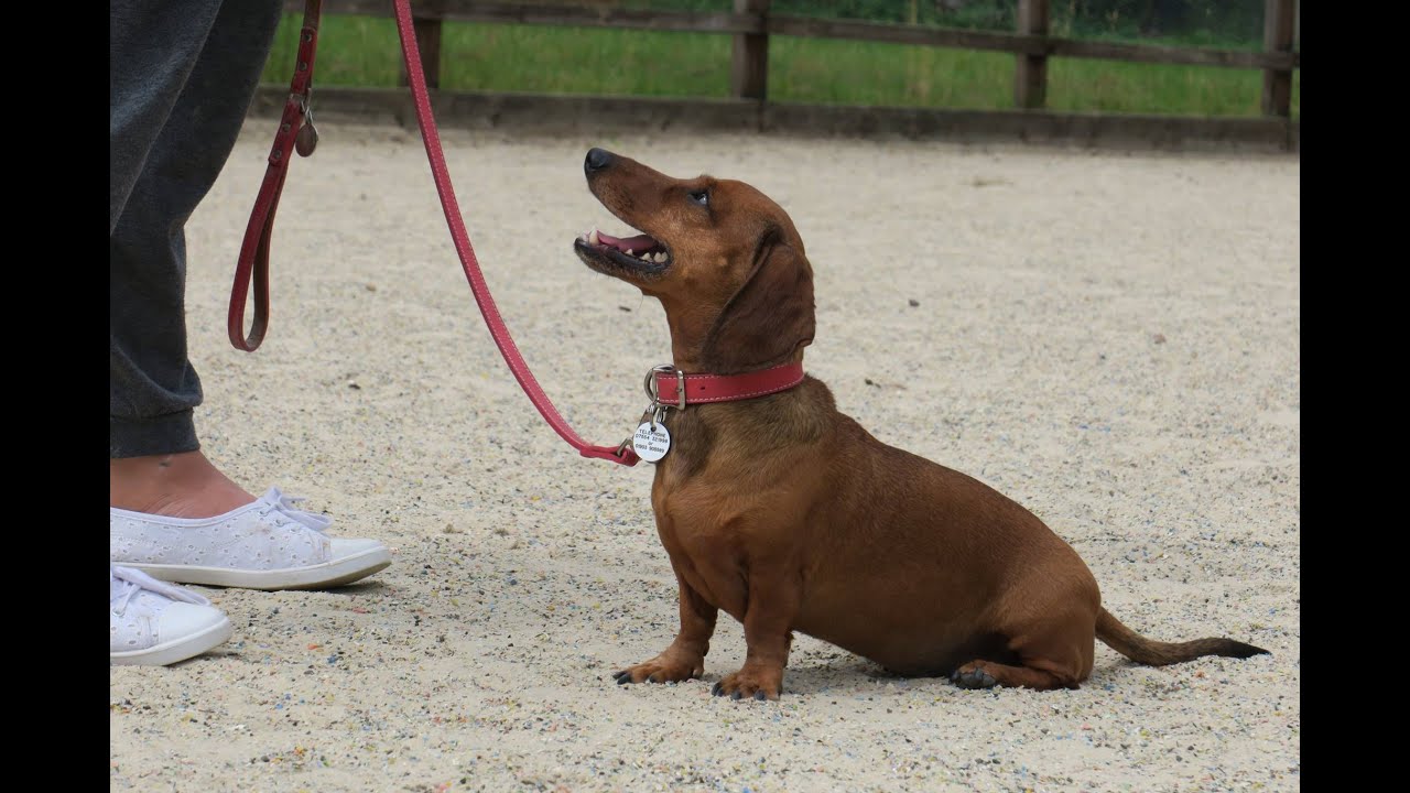 Boo - 7 Year Old Miniature Dachshund - 3 Weeks Residential Dog Training