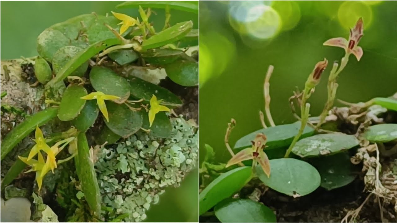 🌼Encontrei uma orquídea que nunca tinha visto dessa cor e outras lindas espécies#orquídeas #natureza