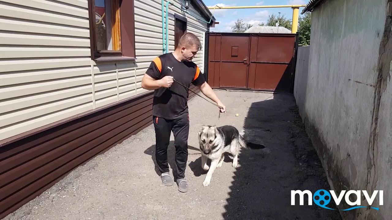 Как приучить собаку к поводку. КАРАТ ~1год.