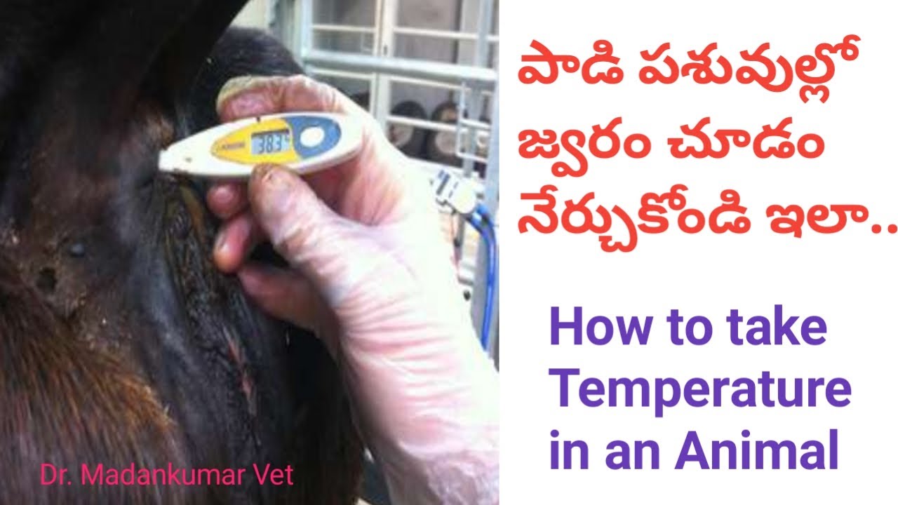 How to take Temperature in Buffaloes and Cows Telugu | Dr. Madankumar Vet