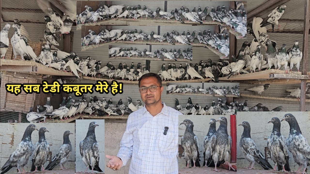 Special Teddy Pathe  Azher Bhai Ke Ghar Ke Kabootar. AR Pigeon Farm. Parbhani. Maharashtra.
