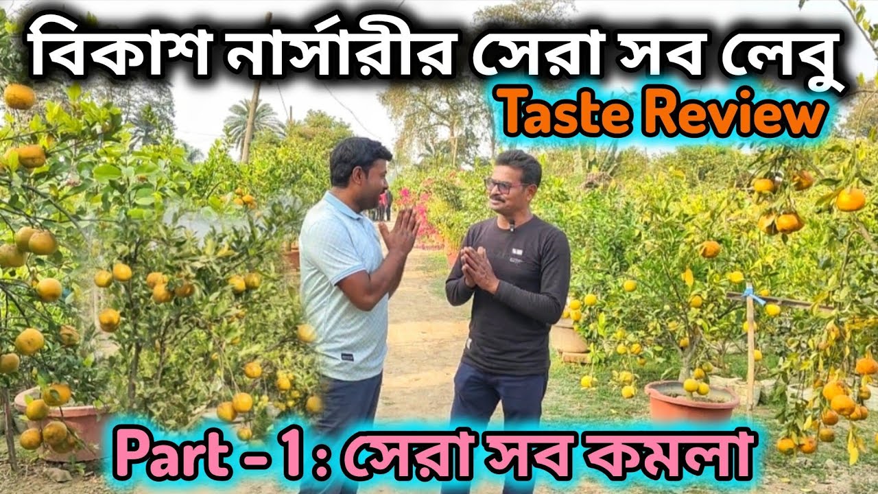 বিকাশ নার্সারীর সেরা সব লেবুর taste review. Part - 1 সেরা কমলা। Mandarin, tangerine varieties. 