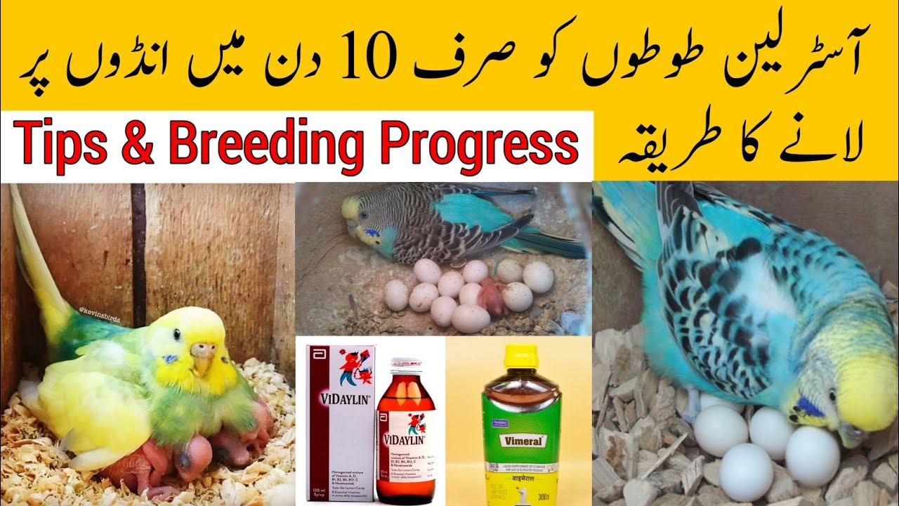 Australian parrots breeding tips in Urdu | Budgies colony setup breeding progress | Breeding Tips