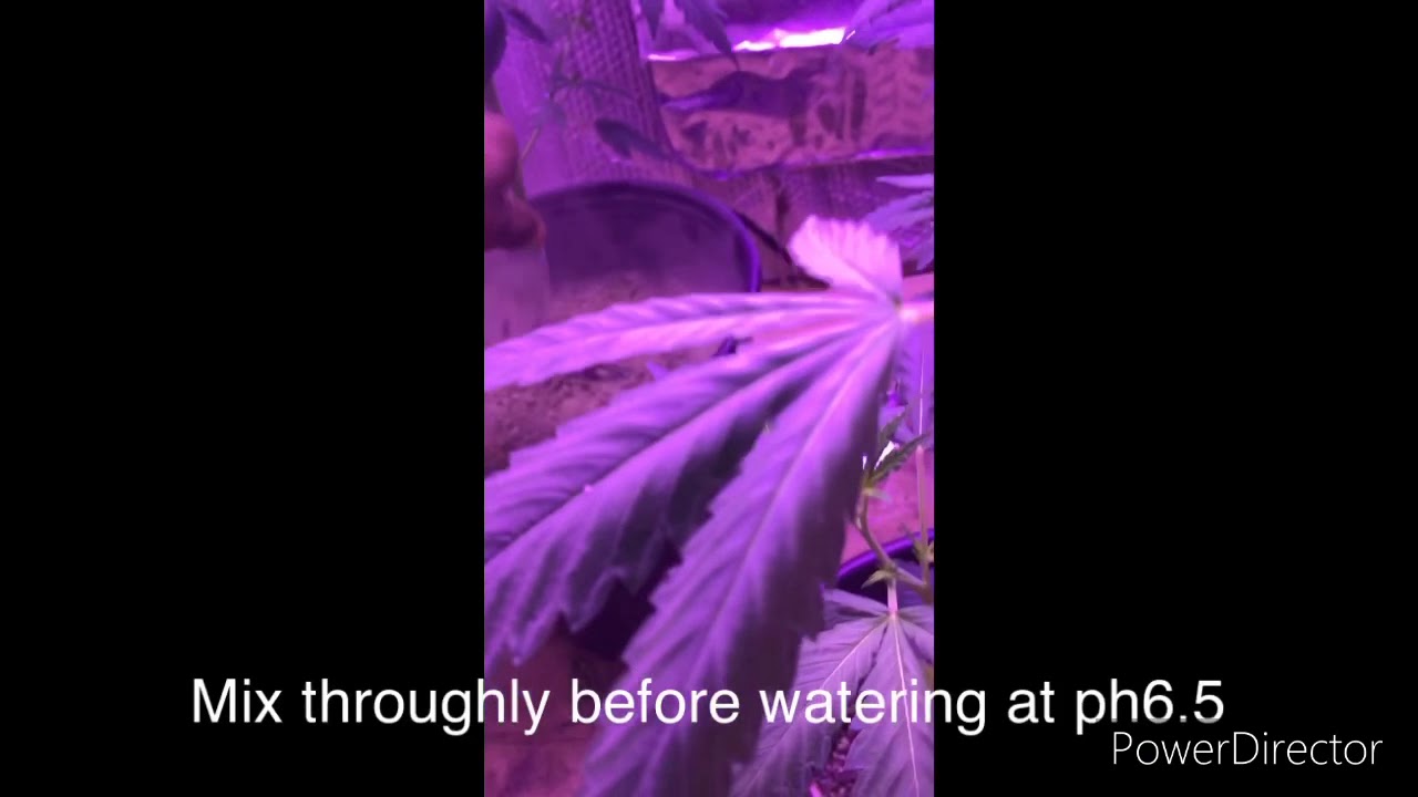 First week of flower og kush clones