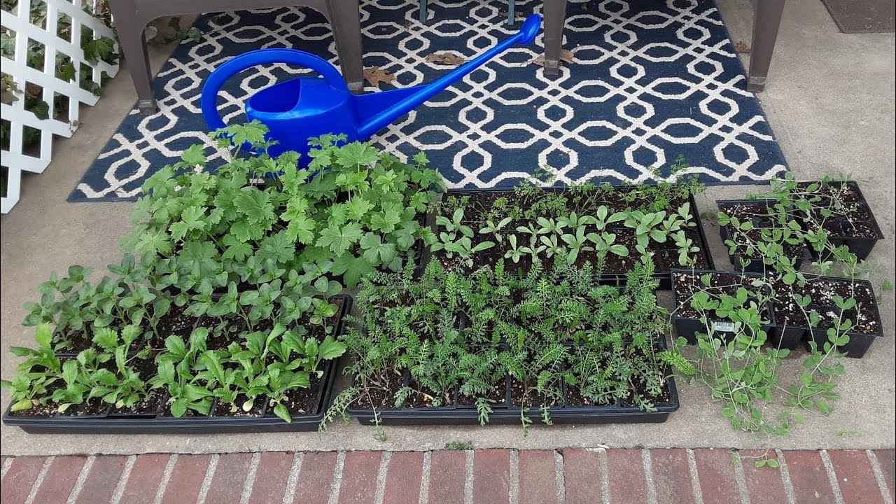 How to Harden Off Seedlings // Northlawn Flower Farm