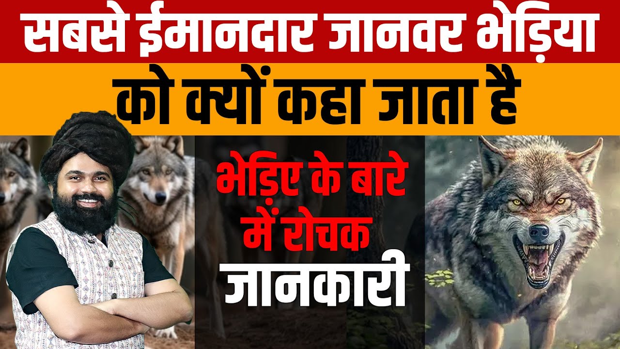 Wolf | आज जानिए भेड़ियों के बारे में पूरी जानकारी की क्यों भेड़िए इंसानों से अधिक वफादार कहे जाते है