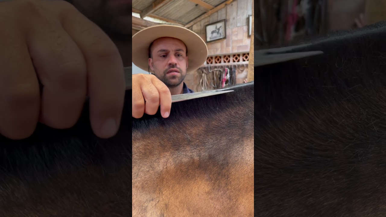 Como tosar seu cavalo! Faça sua parte e compartilhe com seus melhores amigos