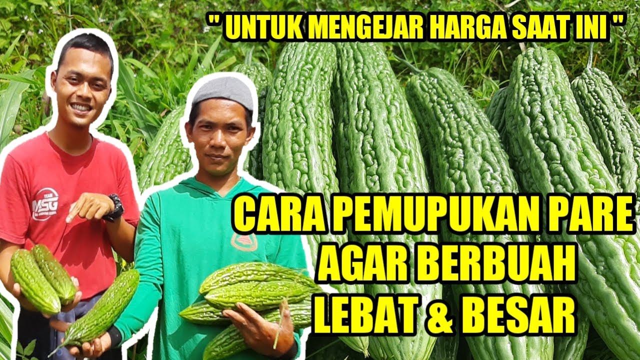 RAHASIA PARE BERBUAH LEBAT DAN BESAR | CARA MENANAM PARE