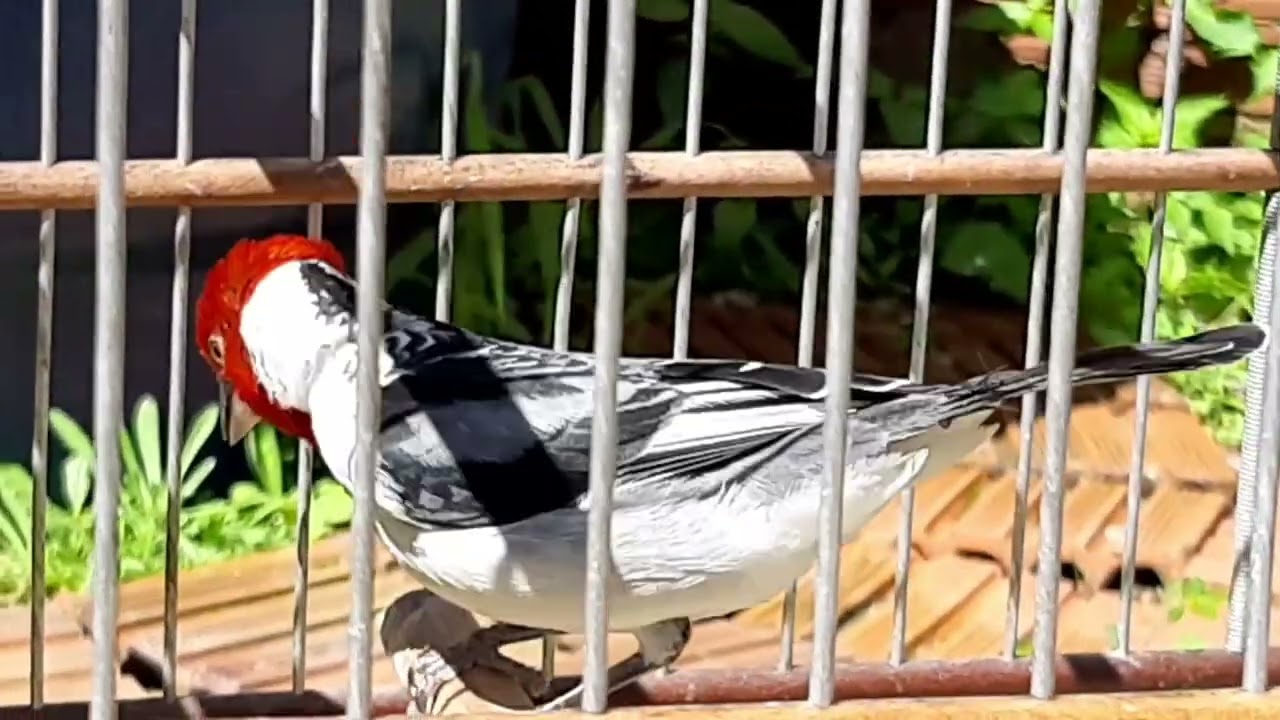 galo de Campina 5 frutas que foguear demais e faz cantar muito veja quais