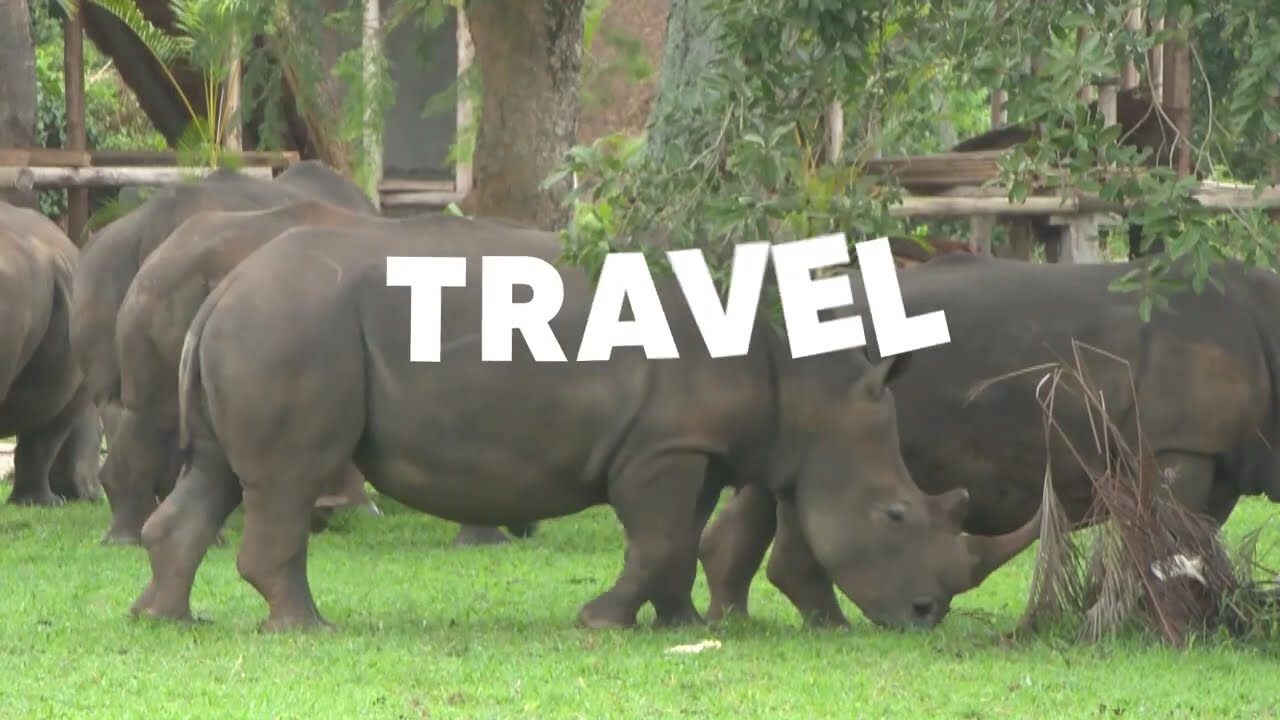 In Search of Uganda’s Wild Rhinos: The Pearl Show at Ziwa Sanctuary _ Part 3