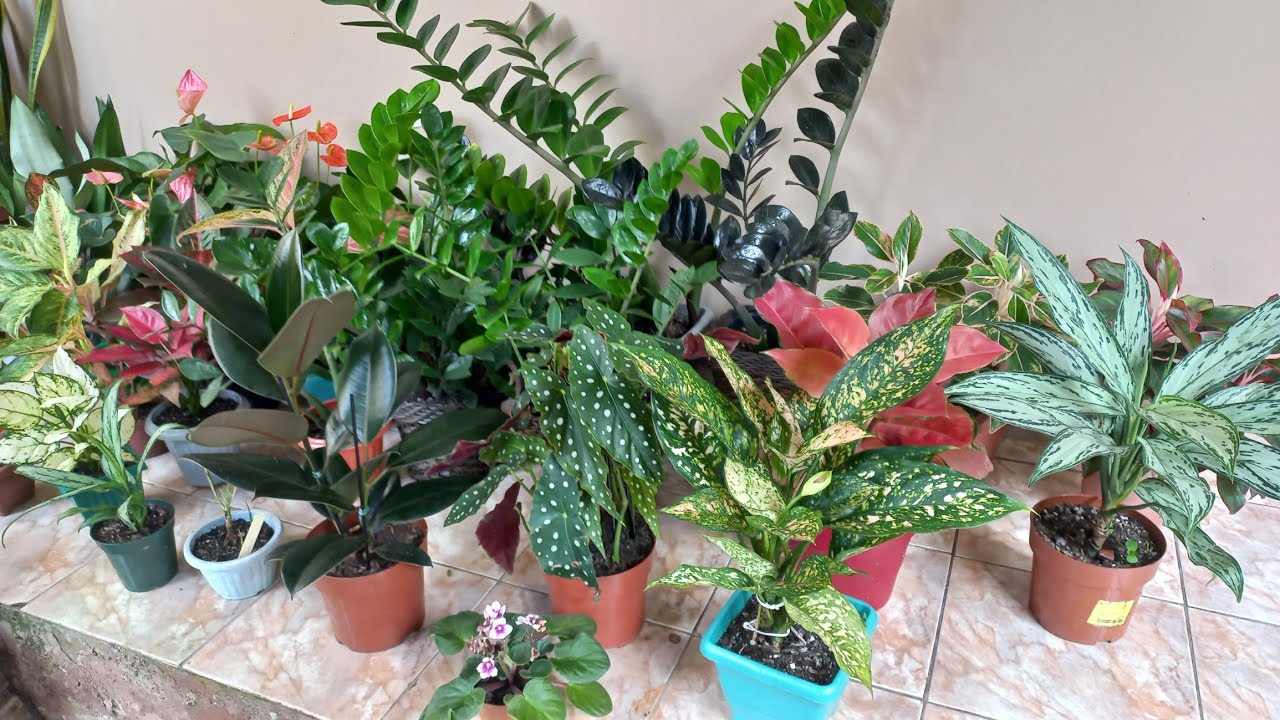 Plantas cultivadas em vasos com as folhagens coloridas na calçada. 