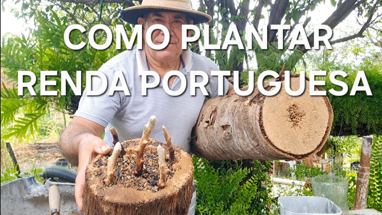 O melhor lugar para fazer mudas da samambaia renda portuguesa ,tronco velho de coqueiro 