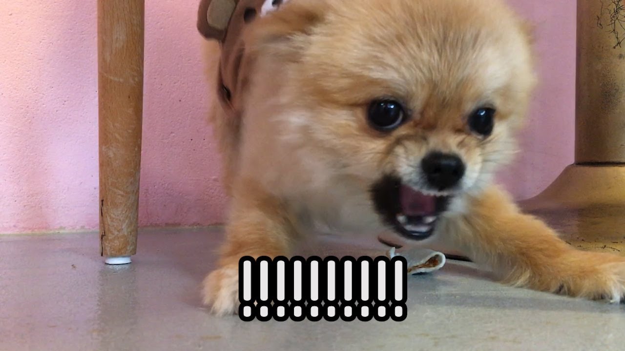 유기견 입양센터 #포메라니안 화났다!💢