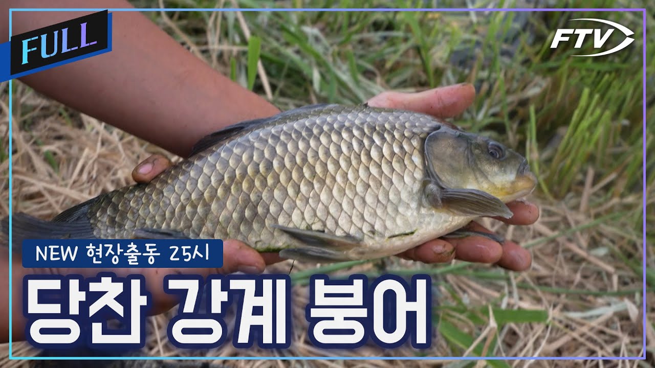 남한강 붕어조황 [NEW현장출동25시/37회]