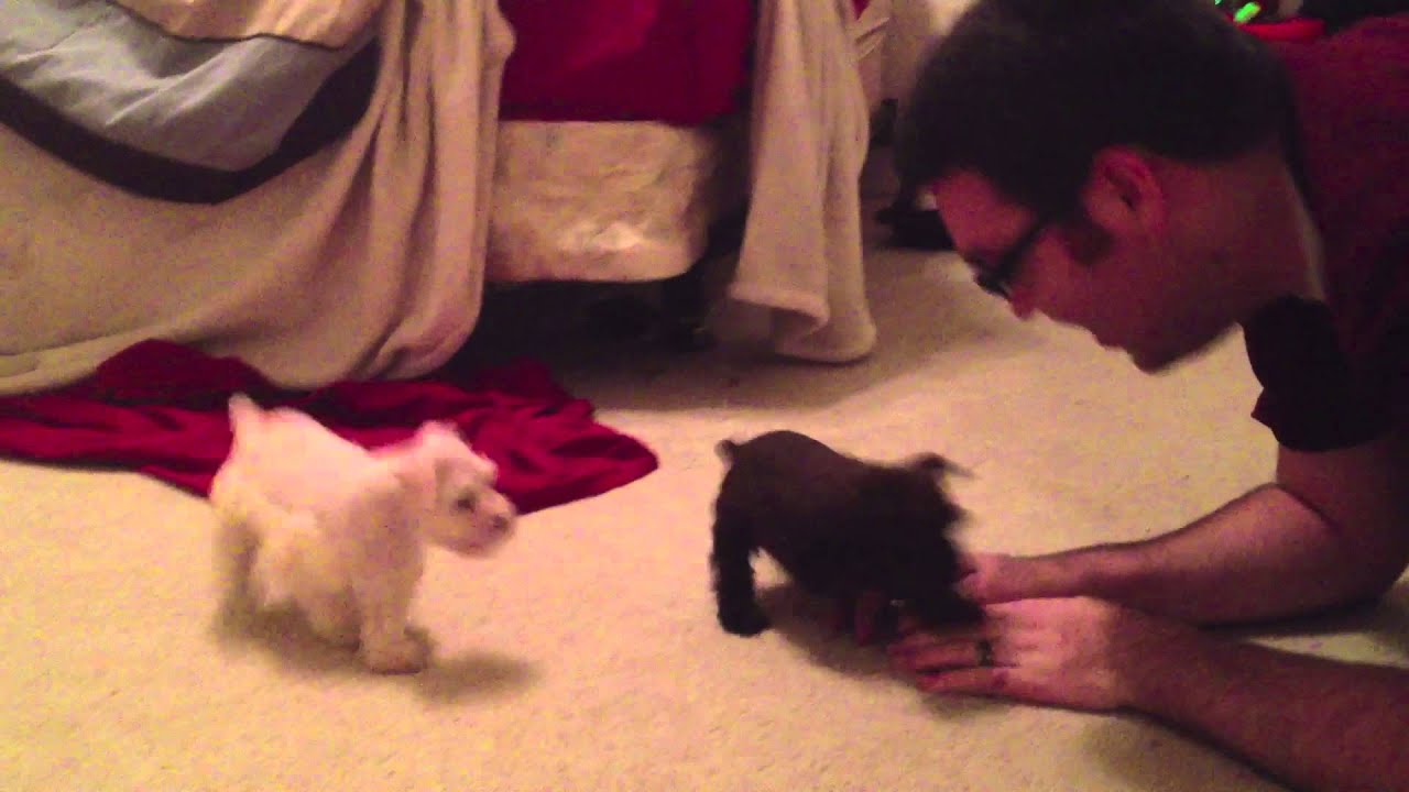 AKC Miniature Schnauzer Puppies