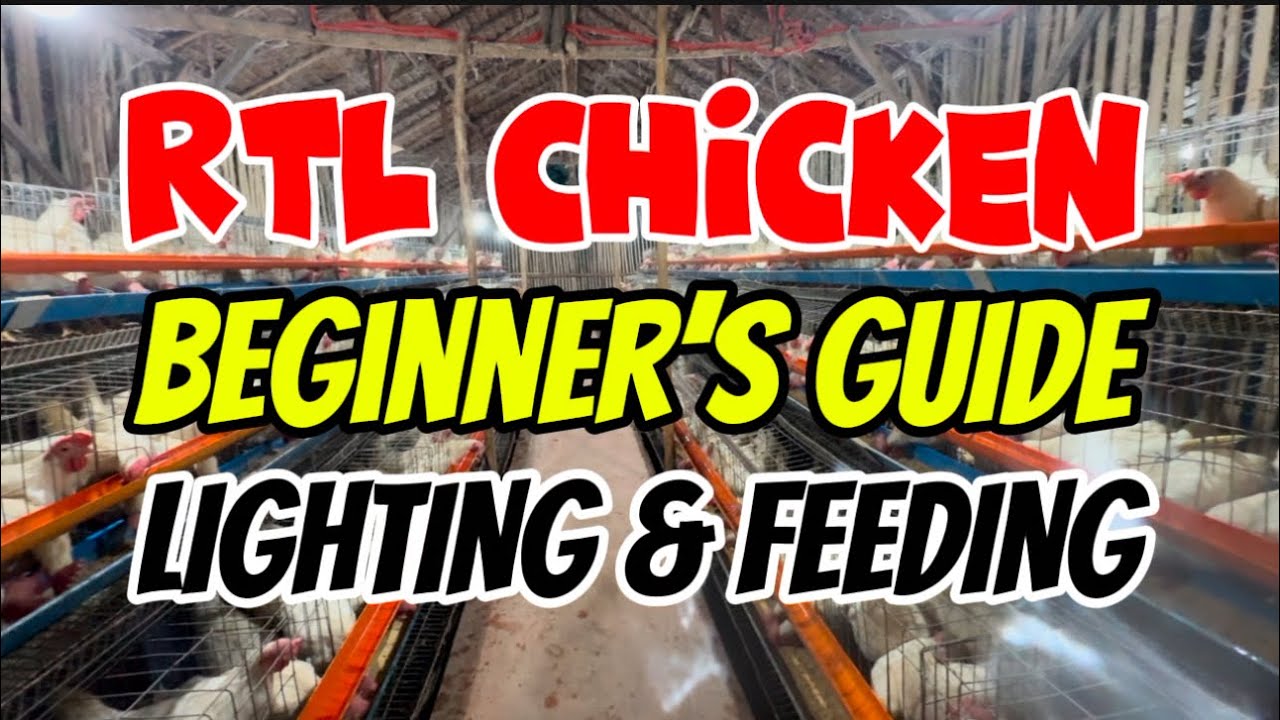 Master The Basics: Lighting And Feeding Tips For Raising Rtl Chickens!
