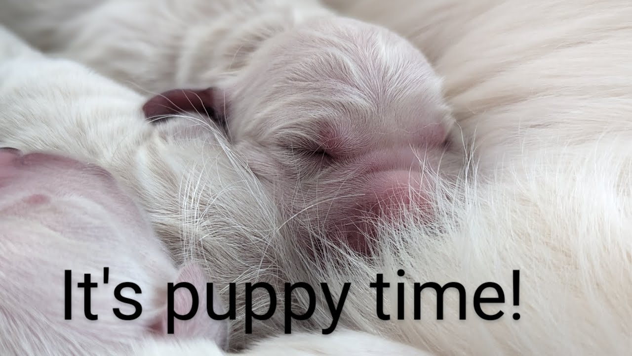 Golden retriever birth, 5 beautiful puppies! (The Cookies and Cream litter)