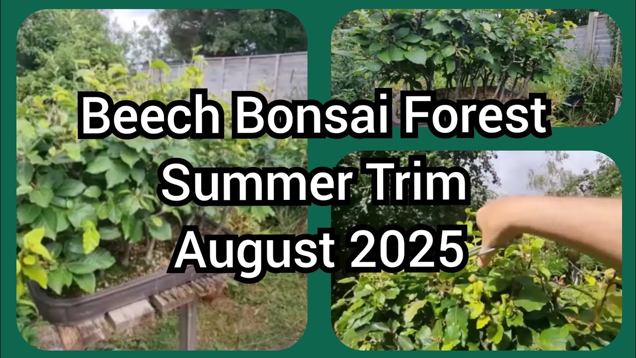 NEW Beech Bonsai Forest Late Summer Trim 2025 