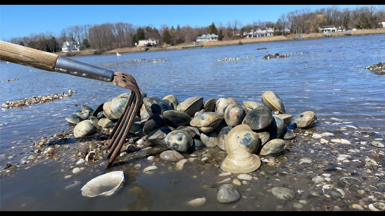 Long island sound clamming (catch and cook) (142 hard clams)